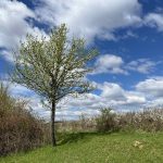 Bodony Panoráma kilátó